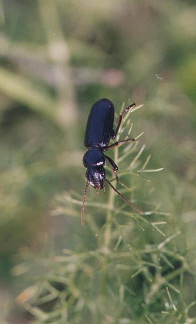 Parallelomorphus laevigatus